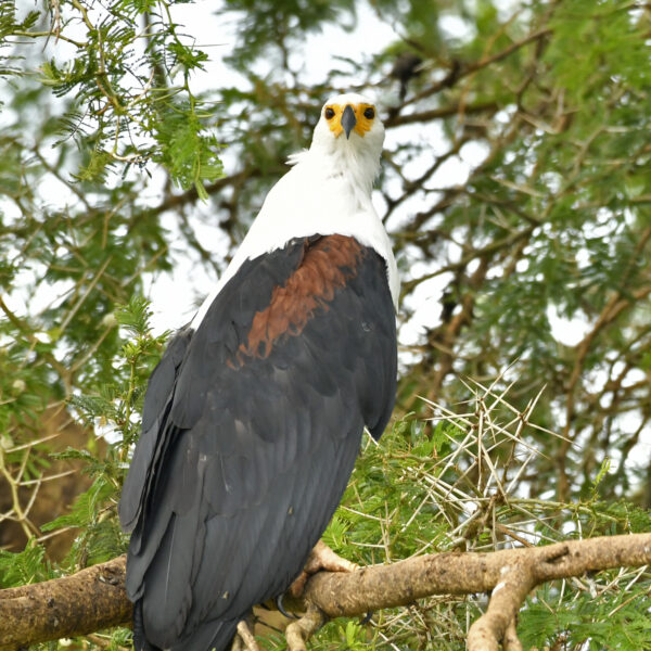 21 DAYS wildlife and birding safari