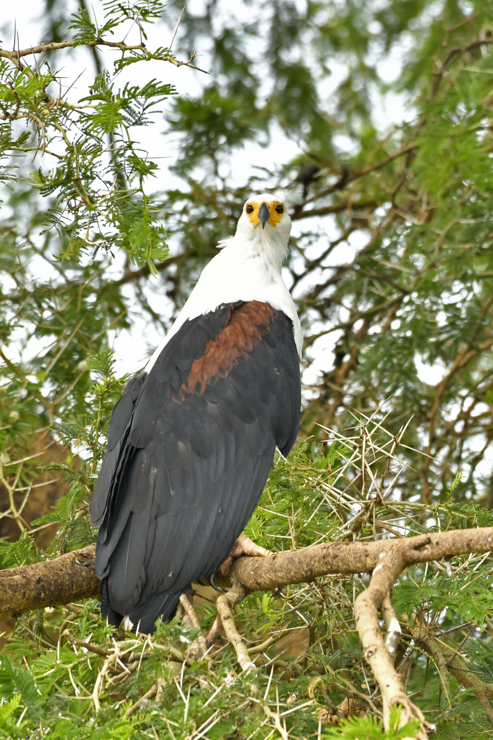 21 DAYS wildlife and birding safari