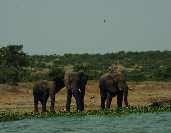 Unveil the Secrets of Queen Elizabeth National Park