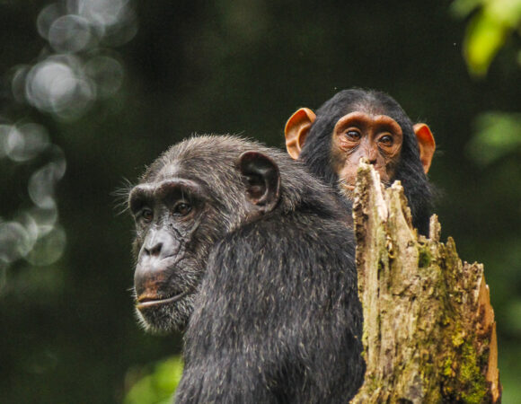 1 Day Ngamba Chimpanzee Island