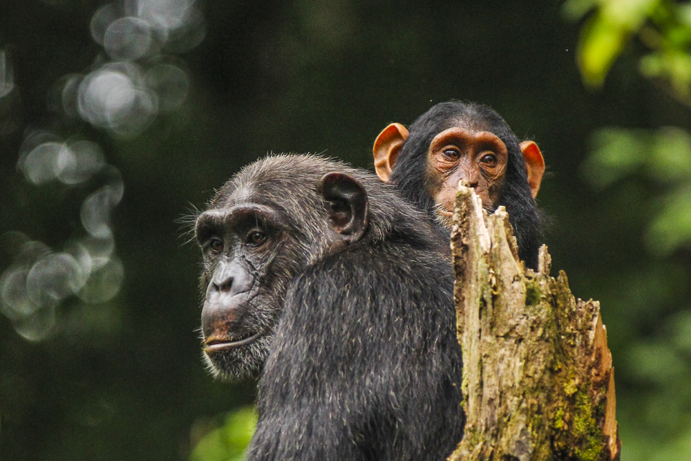 1 Day Ngamba Chimpanzee Island