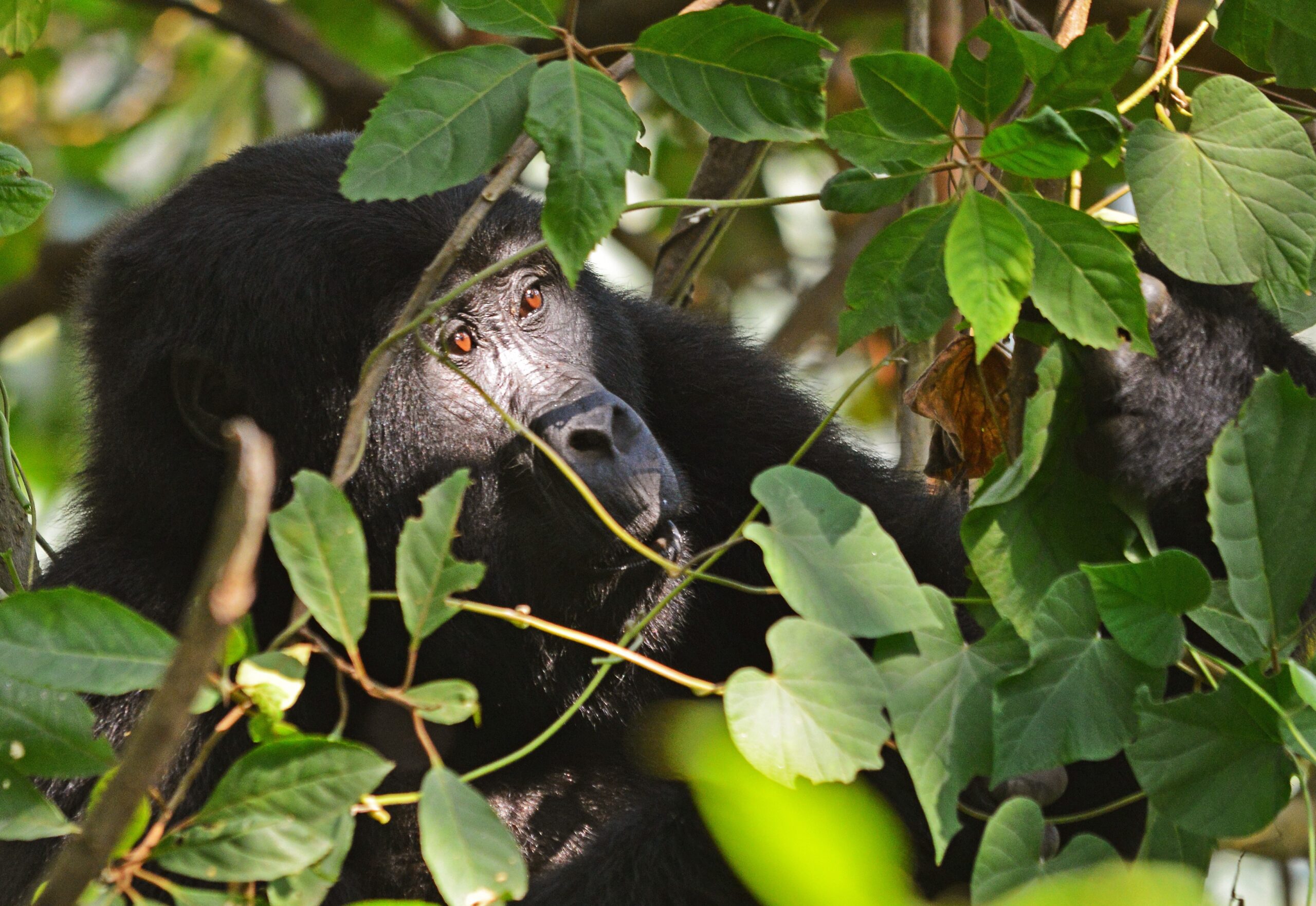 14 Days Burundi Rwanda Uganda Safari