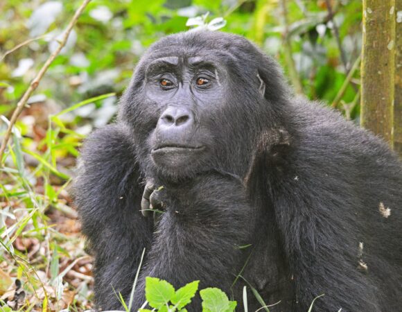 3 Days Bwindi Gorilla trekking safari