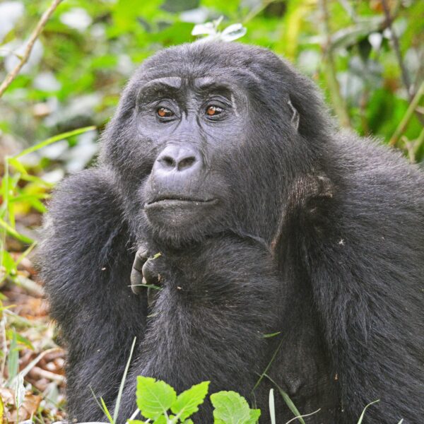 3 Days Bwindi Gorilla trekking safari