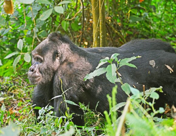 Bwindi Impenetrable Forest