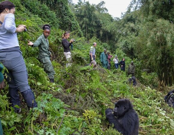 3 DAY GORILLA TREKKING MIST AND BATWA EXPERIENCE.