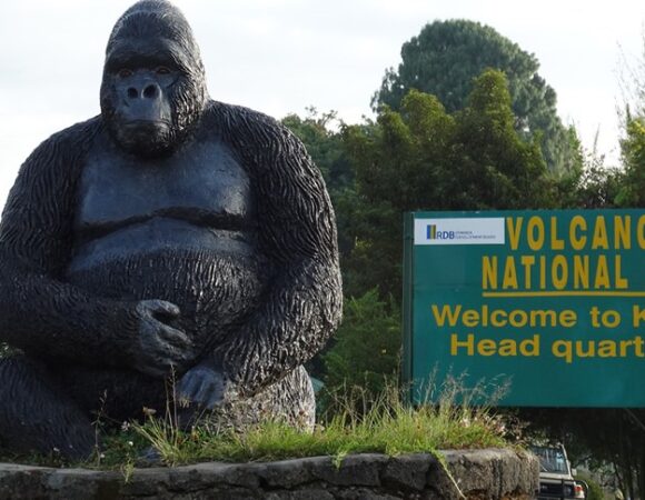 4 DAYS RWANDA-UGANDA GOLDEN MONKEY AND GORILLA TREKKING