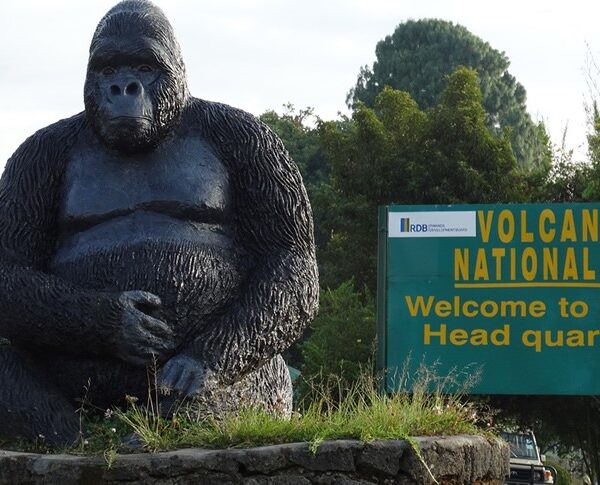 4 DAYS RWANDA-UGANDA GOLDEN MONKEY AND GORILLA TREKKING