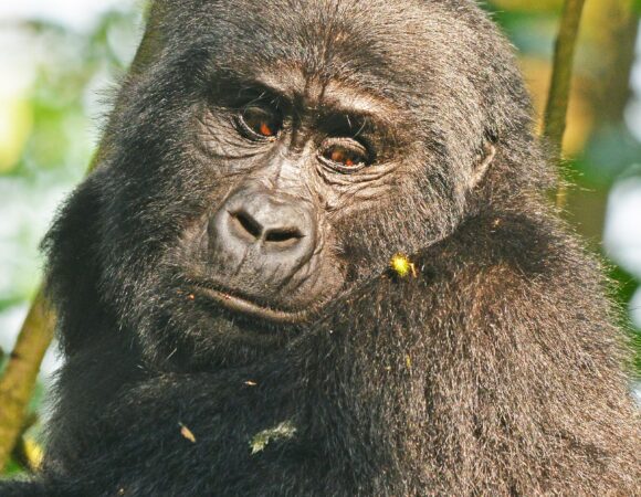 Top things to do in Uganda