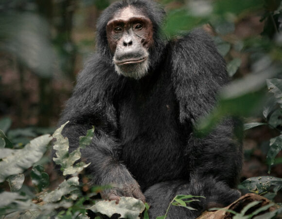 Chimpanzee tracking in Uganda
