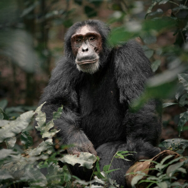 Chimpanzee tracking in Uganda