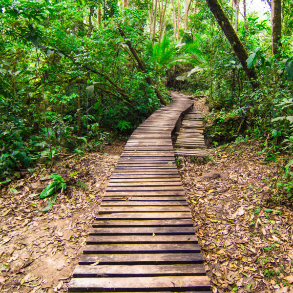 Bigodi community walk kibale National Park
